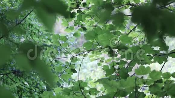 叶和枝的框架视频的预览图