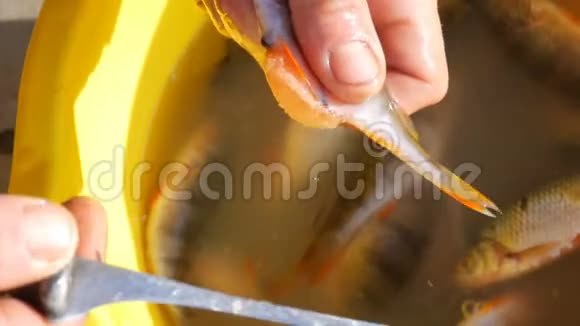 近距离观察人类的手割下刚捕获的鱼的腹部并从中取出鱼子酱视频的预览图