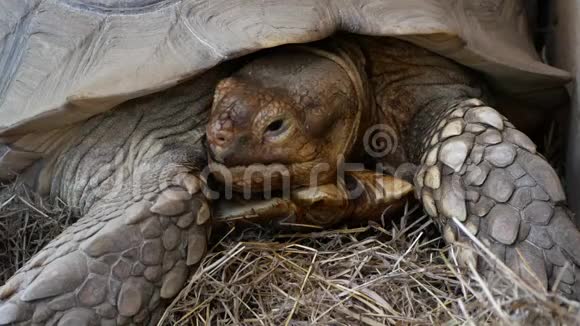 动物园里的老棕色乌龟视频的预览图