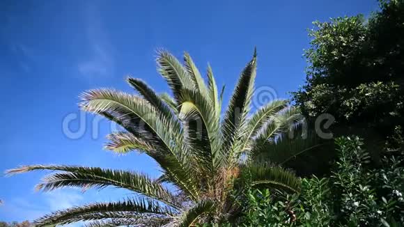 热带棕榈树的叶子在微风中向蓝天摇曳视频的预览图