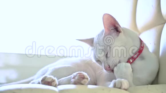 白猫在舔自己的头发视频慢动作120fps视频的预览图