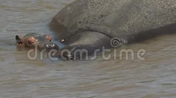 河马宝宝和妈妈被淹没在肯尼亚的马拉河里视频的预览图