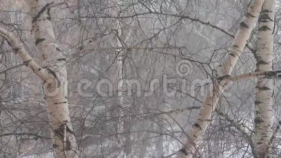 在桦树中飘落的雪视频的预览图