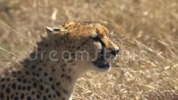 靠近一只坐着的猎豹看着右边的马赛马拉游戏保护区视频的预览图