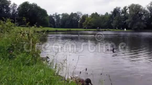 一个夏天两只白色天鹅和两只灰色小天鹅在靠近海岸的湖中游泳视频的预览图