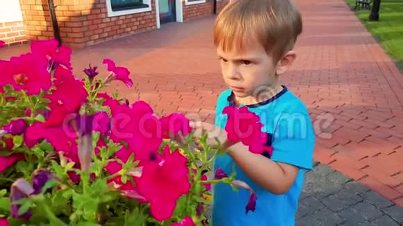 4k视频小男孩闻到美丽的粉红色花朵生长在大盆在城市街道视频的预览图