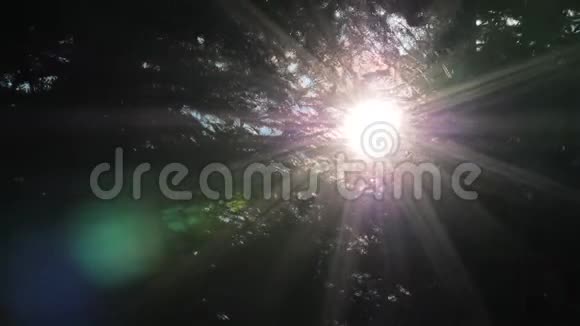 阳光透过苹果树和森林的树枝照射阳光和绿色植物的美丽背景视频的预览图