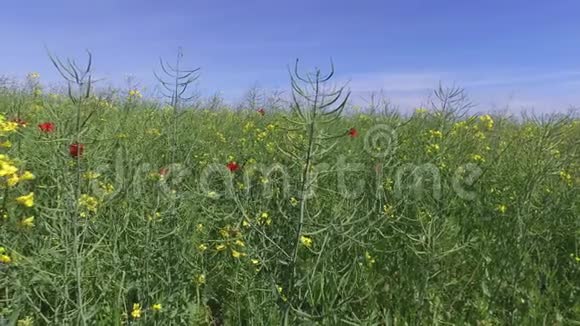 沿着成熟的油菜田和田野的花走视频的预览图