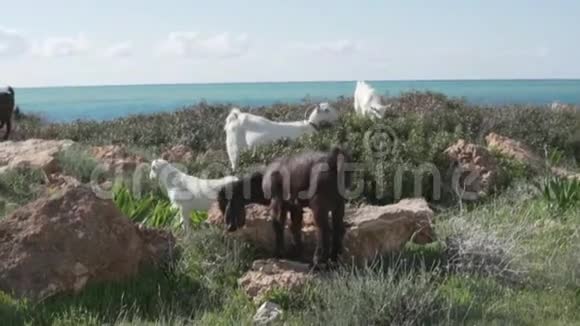 许多野羊在海边的田野里嚼草视频的预览图