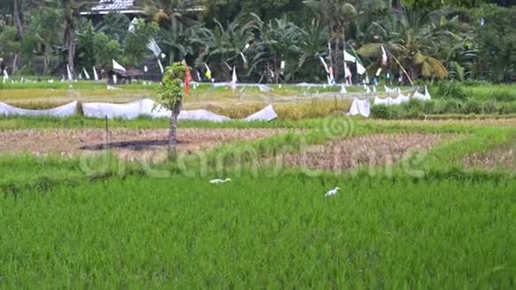 背景亚洲稻米产业俯视绿色植物田传统美丽的健康自然食品印度世界视频的预览图