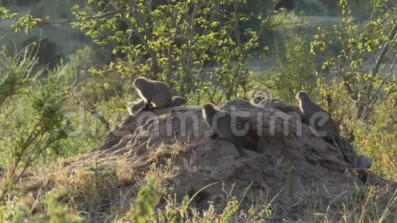 马塞马拉的带状猫鼬视频的预览图