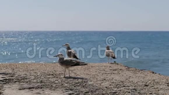 海鸥站在海滩上的一个混凝土码头上视频的预览图