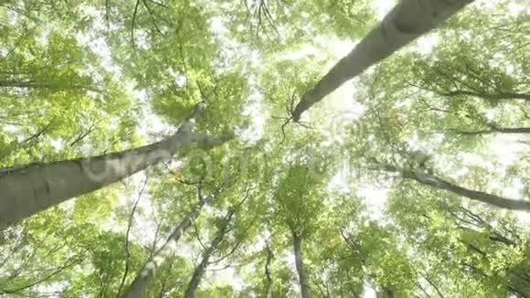 山毛榉绿林视频的预览图