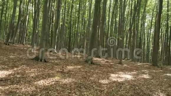 山毛榉绿林视频的预览图