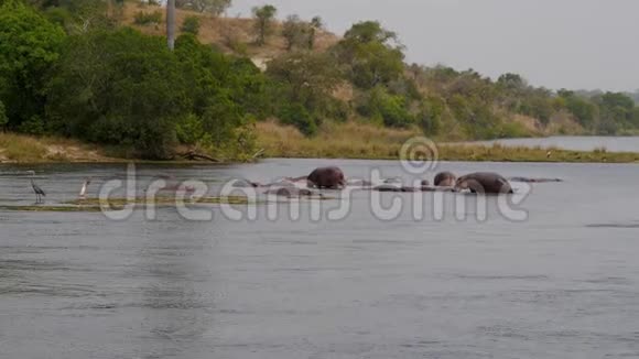 热带海岸附近河流中漂浮的野生非洲河马的鸟瞰图视频的预览图
