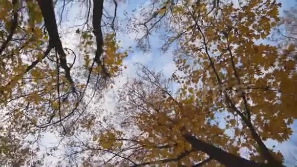 以黄色明亮的枫叶和蓝色的天空为背景的树顶树枝上浓密的叶子轻轻地视频的预览图