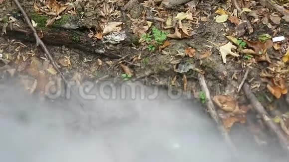 朦胧的森林溪视频的预览图