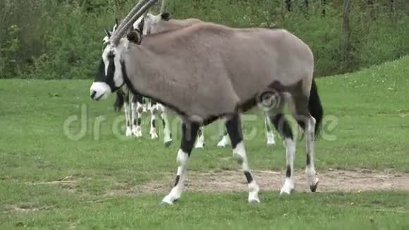 南非羚羊美丽的羚羊视频的预览图