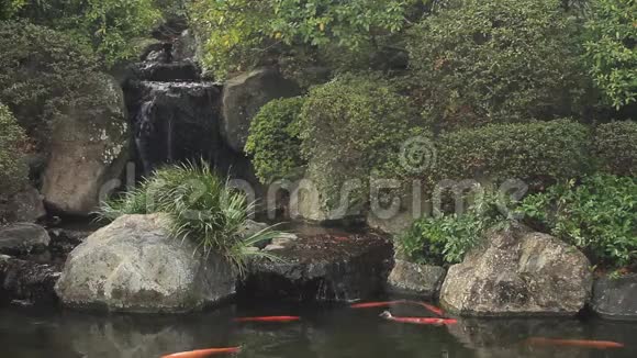 东京内祖庙池塘里的鲤鱼视频的预览图