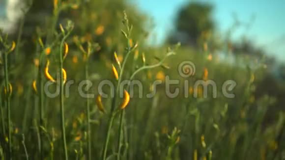 橙花在夕阳下在背景绿树下日落时风吹在橙色的花朵上视频的预览图