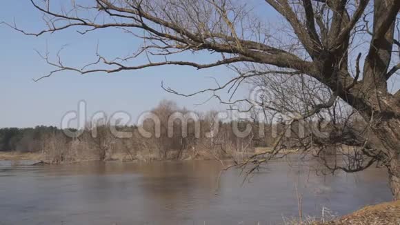 蜿蜒的河流树木视频的预览图