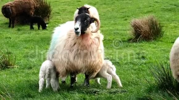可爱的小羊从母羊那里吸奶视频的预览图