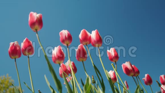 一排美丽的粉红色郁金香映衬着蓝天郁金香是荷兰的象征之一视频的预览图