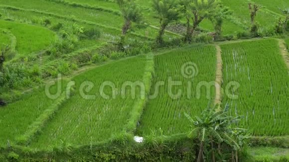 后台查看新绿健美稻田在巴厘岛的业务景观绿化植物夏季生态旅游景观视频的预览图