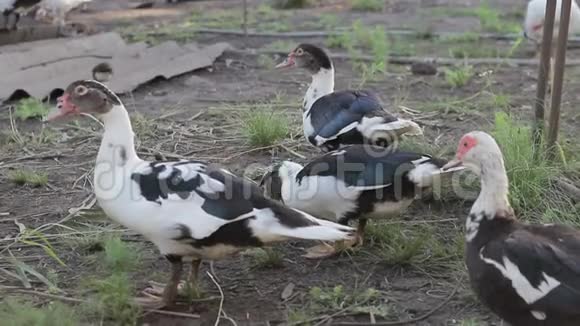 鸭子在农场吃草视频的预览图