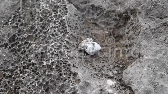 蟹形小螃蟹爬在岩石海滩上视频的预览图