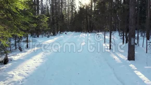 滑雪者骑着滑雪板穿过树林拍摄于阳光明媚的冬日视频的预览图