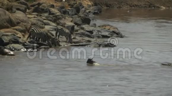 一条鳄鱼在马赛马拉保护区的马拉河中追逐一只小羚羊但没有成功视频的预览图