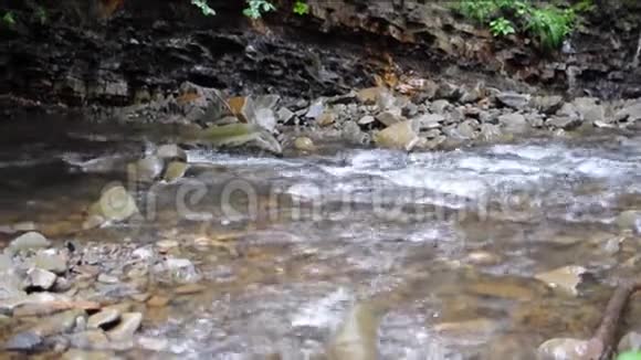 近上山溪流浅溪在森林里视频的预览图