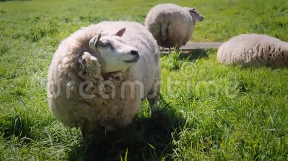 绵羊在绿色草地上吃多汁的草视频的预览图