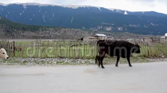 在群山的背景下一群牛沿着篱笆在路上视频的预览图