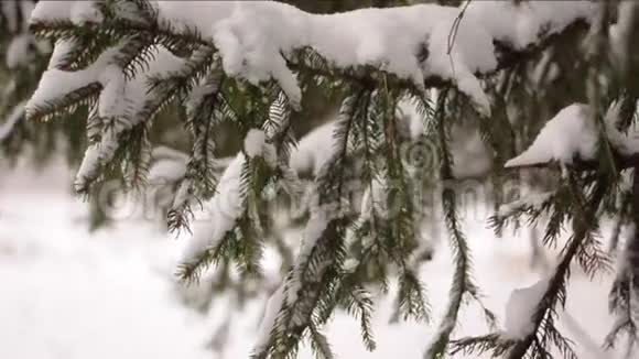 雪落在杉树枝上白雪从森林中的松树枝上飘落下来视频的预览图