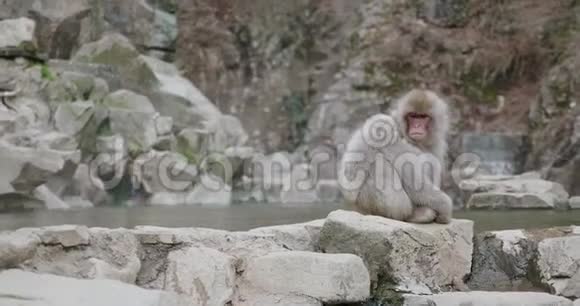 大雪纷飞雪猴坐在温泉旁边视频的预览图