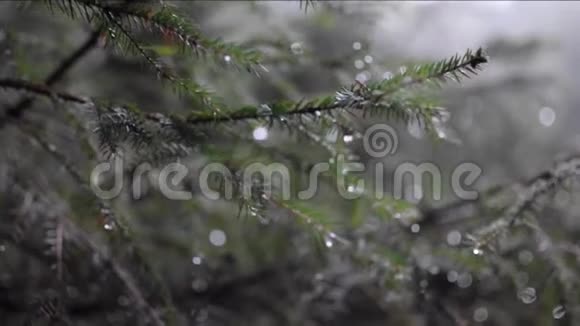 森林里的雨滴把冷杉树收起来针叶树视频软焦点视频的预览图