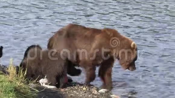 三只棕熊幼崽野兽掠夺者在河岸上掠夺设备渔夫视频的预览图