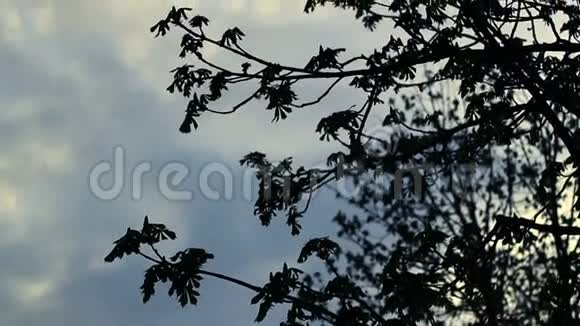天空背景上的树枝剪影蓝天白云视频的预览图