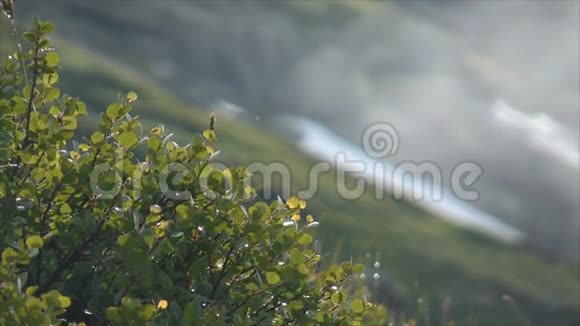 山中的矮桦树视频的预览图