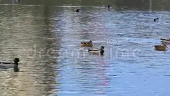 鸭子游过池塘里的倒影视频的预览图