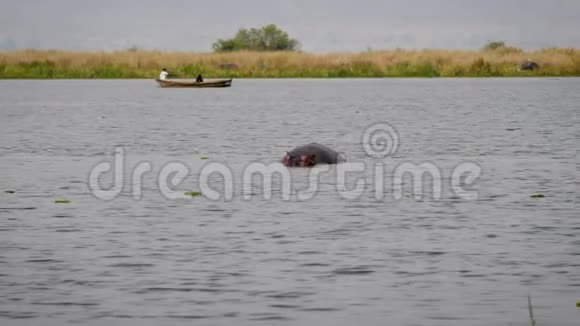 河马在非洲的河流中游泳背景是漂浮的船和渔民视频的预览图