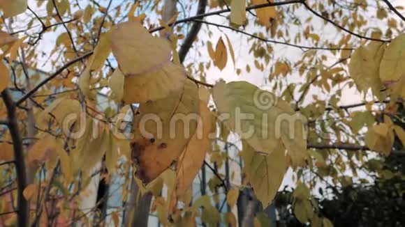 秋天公园的金秋叶在树上摆动黄叶堕落五彩缤纷的秋城公园视频的预览图