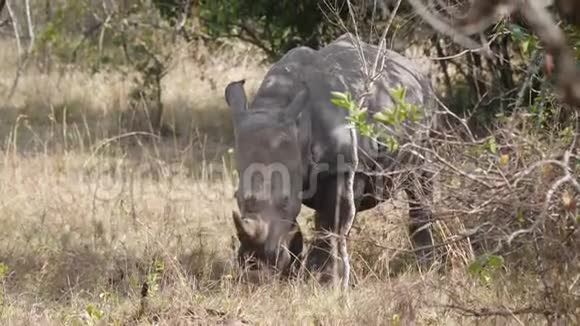 非洲大草原灌木丛中野生白犀牛大便遮住眼睛视频的预览图