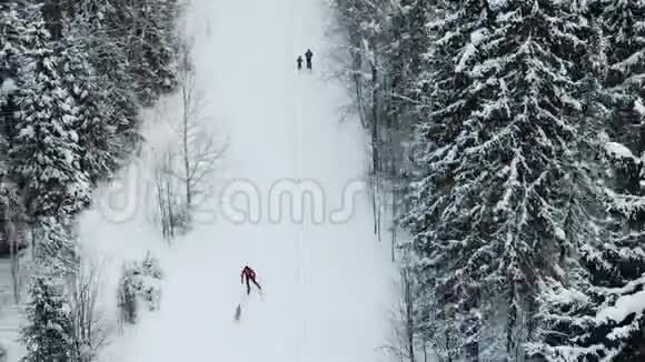业余男子越野滑雪冬季森林景观与狗的鸟瞰视频的预览图