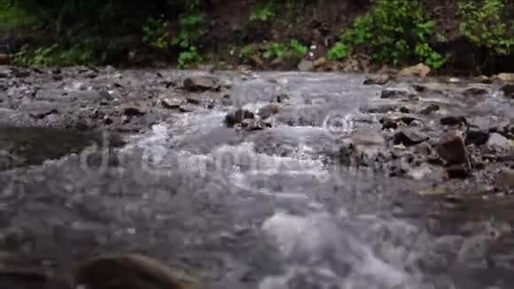 近上山溪流浅溪在森林里视频的预览图