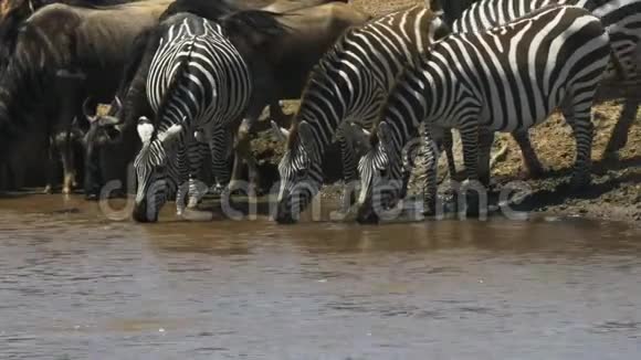 三只斑马在肯尼亚的马拉河喝酒视频的预览图