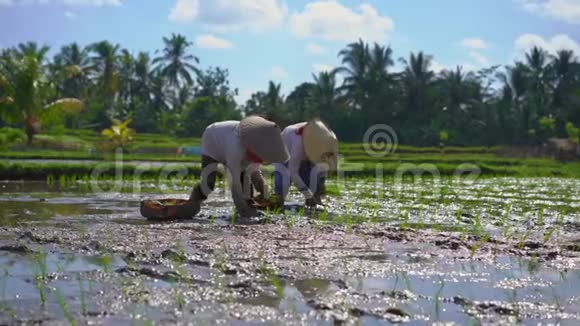 两个未定义的妇女在一个被棕榈树包围的大田野上种植水稻幼苗的慢动作稳定镜头大米视频的预览图