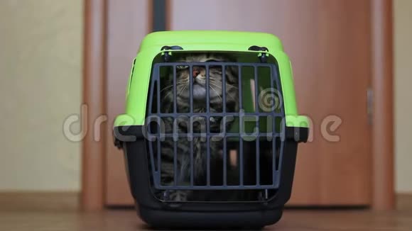 猫在一个猫的运输箱里视频的预览图